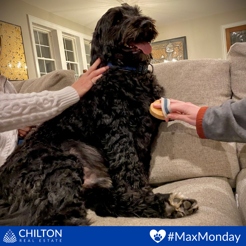 TheChiltonTeam's tweet image. 🐾 A reminder from Max to check your pets for ticks &amp;amp; fleas during this time of year!

#MaxMonday #PuppyLove #RuffPost #DogsAreTheBest #MyDogIsFunny #FloppyEars #Dogs #Dog #DogLover #DogFriendly #PortugueseWaterDog