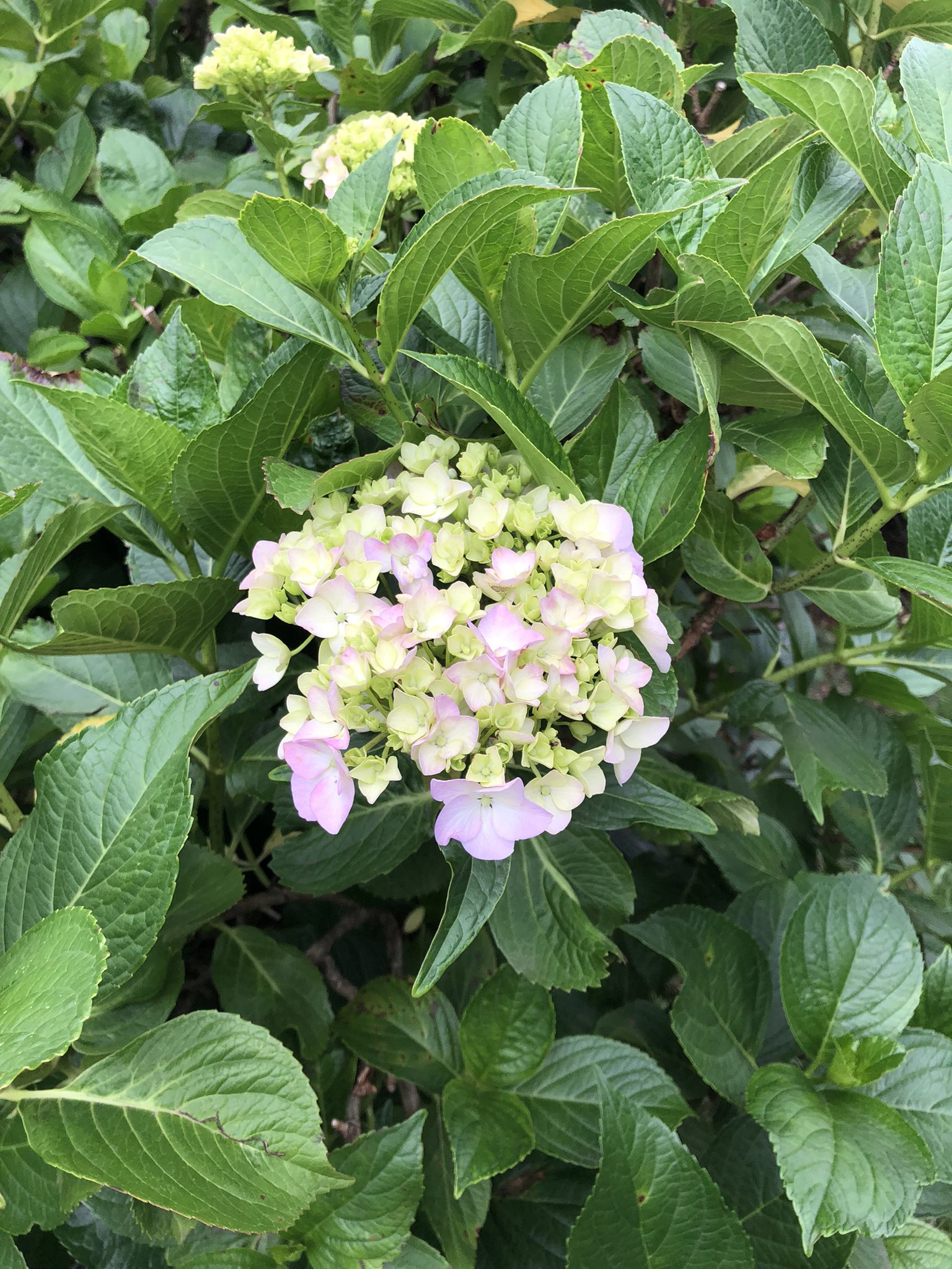 旬な魚はカツオとアジ Twitter Search Twitter