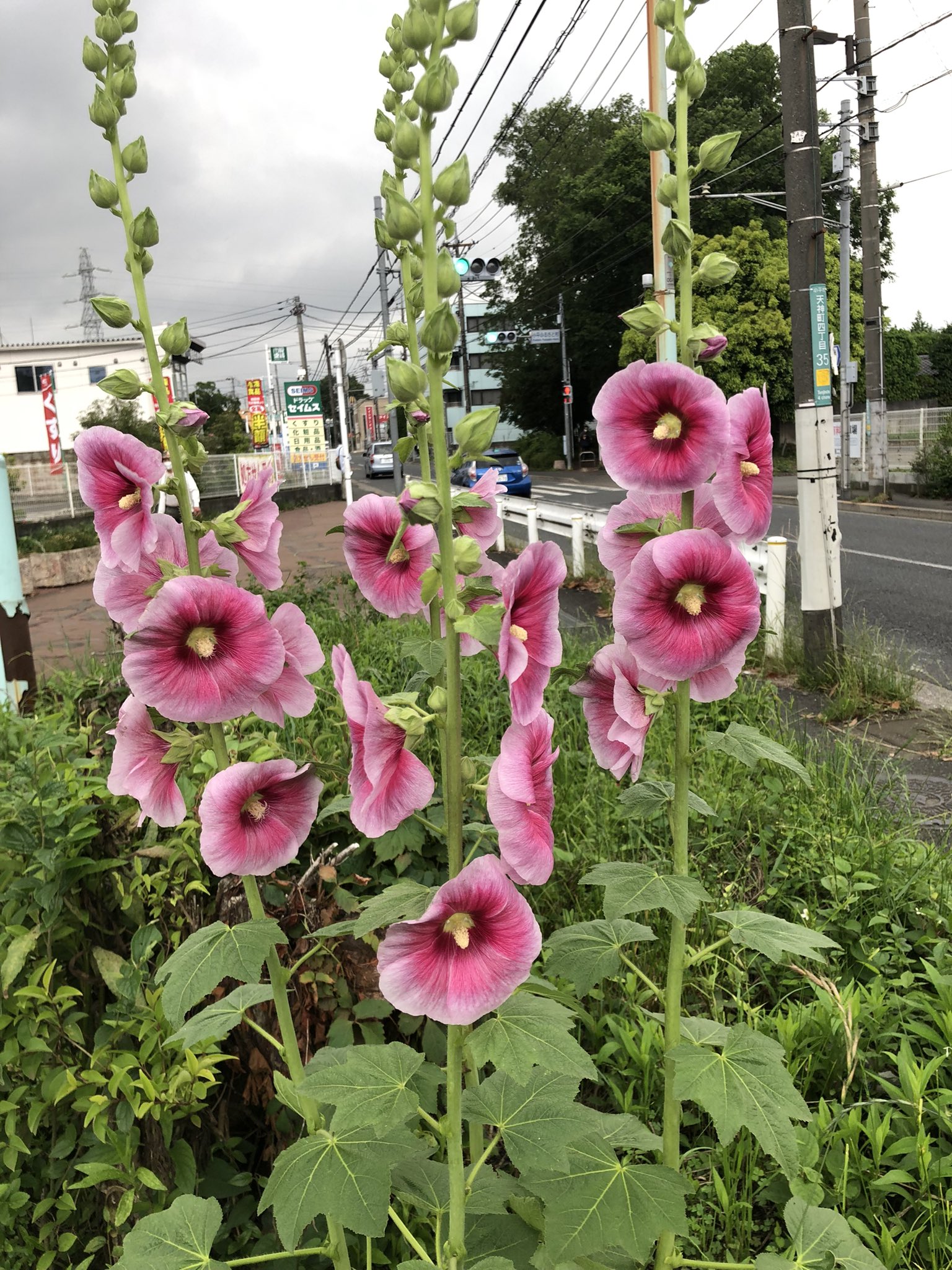 旬な魚はカツオとアジ Twitter Search Twitter