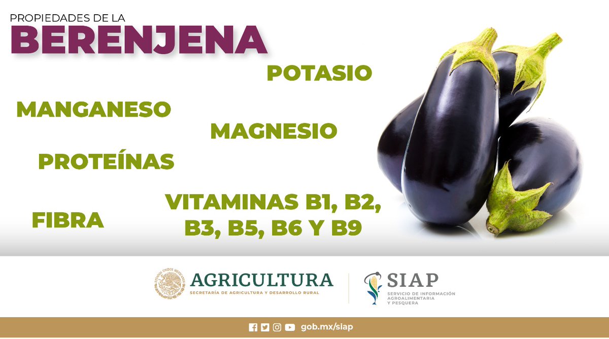DGSIAP_Mx's tweet photo. ¡#IMPORTANTE! Comer berenjena refuerza el sistema inmunológico protegiéndonos de resfriados. 

La producción sinaloense de #berenjena en 2019 fue de 172 mil 937 toneladas. https://t.co/cbnX00vBtQ