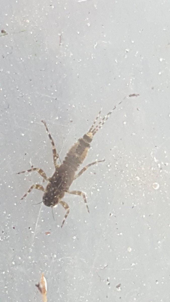JoshKalms's tweet image. Record number of blue-winged olive mayfly larvae in recent river fly sample. Pleasing to see this section of the Ver is healthy - when it has a decent flow of water!
@VerValleySoc @Riverflies @JohnPri52195972