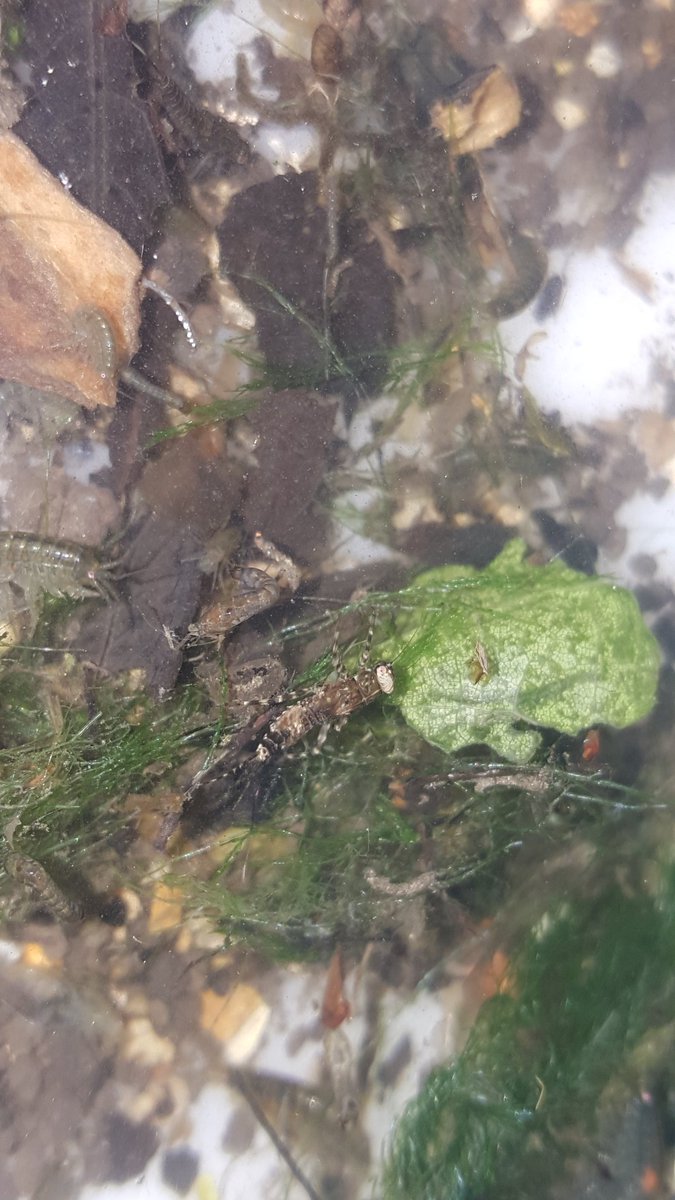 JoshKalms's tweet image. Record number of blue-winged olive mayfly larvae in recent river fly sample. Pleasing to see this section of the Ver is healthy - when it has a decent flow of water!
@VerValleySoc @Riverflies @JohnPri52195972