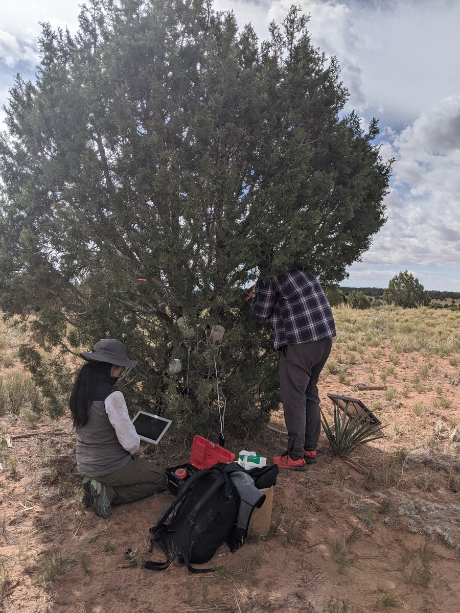 KannenbergSteve's tweet photo. A successful installation of 14 stem psychrometers on juniper in Bear's Ears National Monument! Looking forward to seeing what pairing continuous water potential data with our eddy flux tower will tell us. @JessicaSGuo @mallory_barnes https://t.co/YpyYQAGrXF