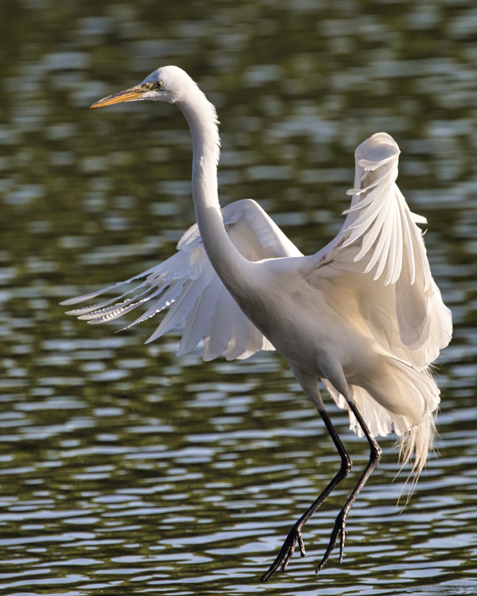 JohnReedPavan's tweet photo. A great egret over the Harlem River near Little Hellgate salt marsh on Randall's Island.
#greategret #egret #birds #birding #birdwatching #nature #wildlife #wadingbirds #shotoncanon #sigmaphoto #luminarai #nycparks #randallsisland #harlemriver #littlehellgate #saltmarsh https://t.co/vgKFukh5kh