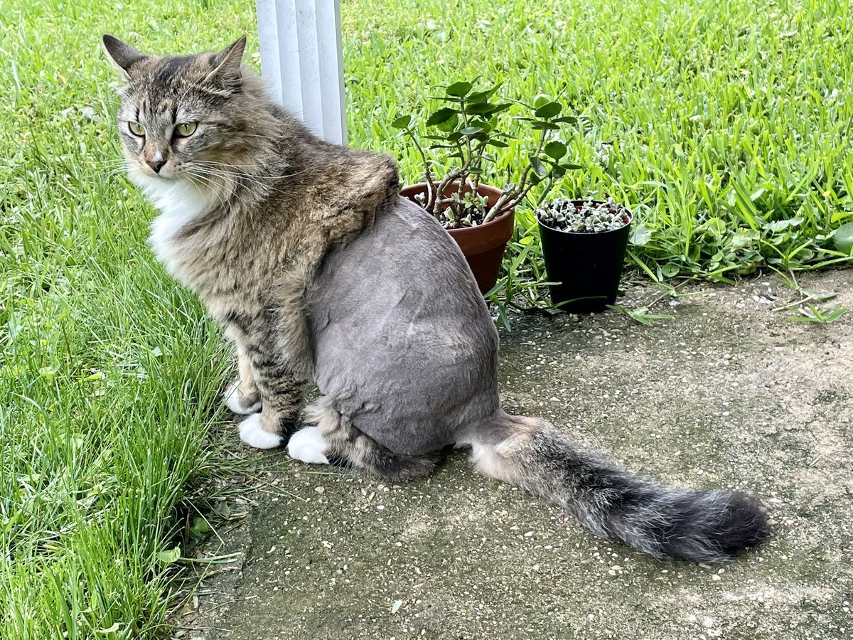 SWalsh1010's tweet photo. @PetSmart what did you do to my cat?! This is not a lion cut 🤣😂🤣😡 #CatsOfTwitter #cat #animals #furry #cats #haircut #why https://t.co/a89fDu4NXm