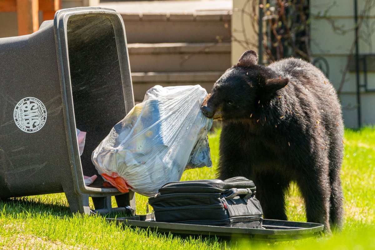 Anchorage Daily News tweet media