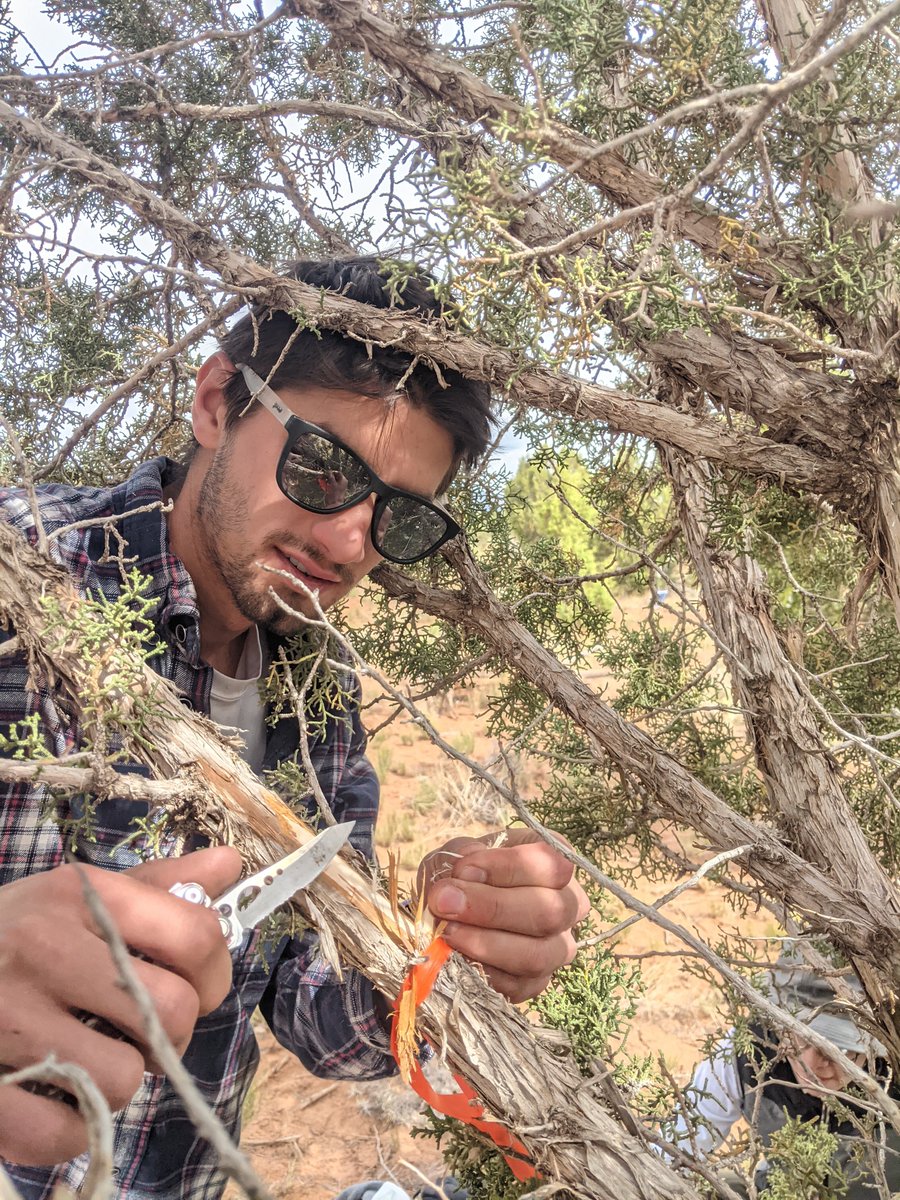 Steve Kannenberg (@kannenbergsteve) on Twitter photo A successful installation of 14 stem psychrometers on juniper in Bear's Ears National Monument! Looking forward to seeing what pairing continuous water potential data with our eddy flux tower will tell us. <a href="/JessicaSGuo/">Jessica Guo</a> <a href="/mallory_barnes/">Dr. Mallory Barnes</a> A successful installation of 14 stem psychrometers on juniper in Bear's Ears National Monument! Looking forward to seeing what pairing continuous water potential data with our eddy flux tower will tell us. <a href="/JessicaSGuo/">Jessica Guo</a> <a href="/mallory_barnes/">Dr. Mallory Barnes</a>