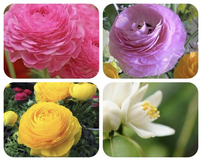 Smileのtwitterイラスト検索結果