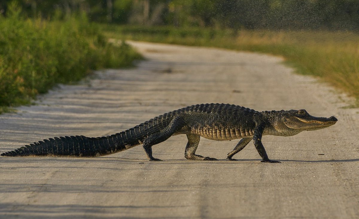 thehill's tweet photo. "Unathletic" alligator with "terrible arthritis" escapes Wisconsin zoo https://t.co/9GKsVNAofV https://t.co/0Mnxeg0dvs