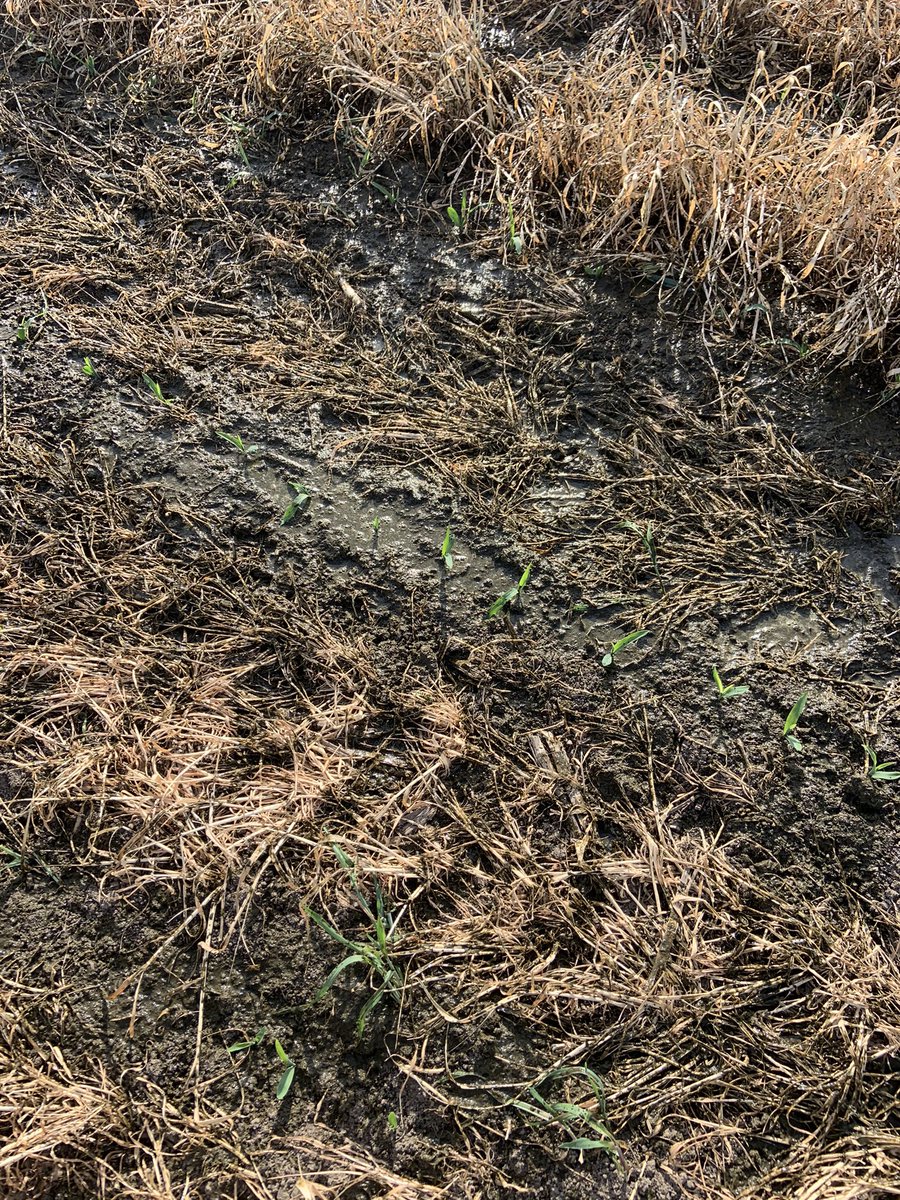 Spreading 4500 gpa onto emerged corn strip tilled into cereal rye! <a href="/BrentBannerman/">Brent Bannerman</a> <a href="/manuregirl/">Christine Brown</a> #manure21 #rootsnotiron #corn #soilhealth #timingmatters