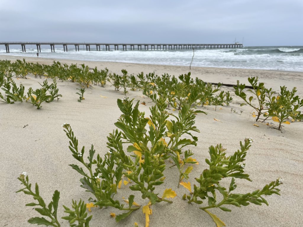 LittoralLiz's tweet photo. American #searocket (cakile edentula) is a dune & beach species native to the #OBX species.
this guy will grow roots “aggressively & intensively” if a nearby competitor is sensed!
species identification courtesy of @Drewbydoowhite https://t.co/scJsIXzYkl