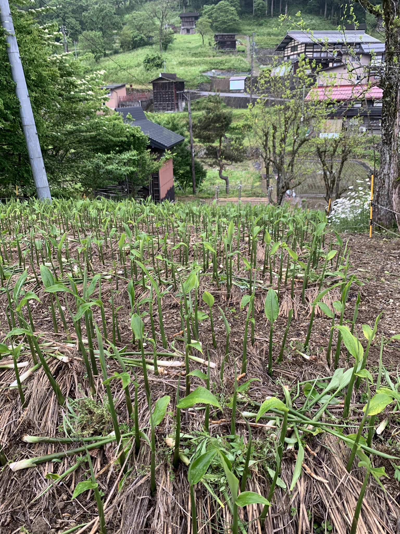 تويتر 飛騨市ふるさと種蔵村 على تويتر 田植え済み みょうがすぐり みょうがの間引き と草刈りに精が出ます お日様あたって 大きくなーれ マーガレットとヒメジョオンが満開 真っ新な白い花弁が 元気をくれます 飛騨市 ふるさと種蔵村 種蔵 板倉