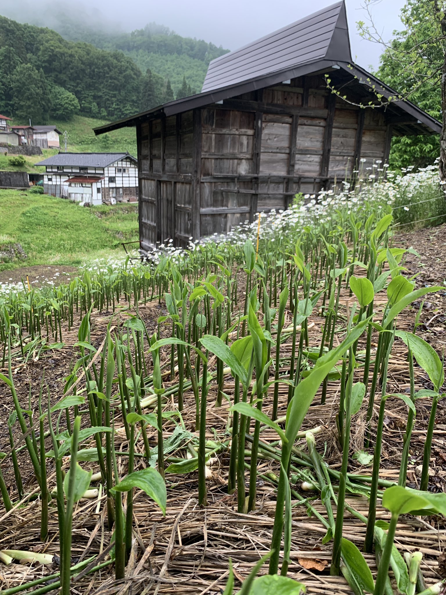 تويتر 飛騨市ふるさと種蔵村 على تويتر 田植え済み みょうがすぐり みょうがの間引き と草刈りに精が出ます お日様あたって 大きくなーれ マーガレットとヒメジョオンが満開 真っ新な白い花弁が 元気をくれます 飛騨市 ふるさと種蔵村 種蔵 板倉