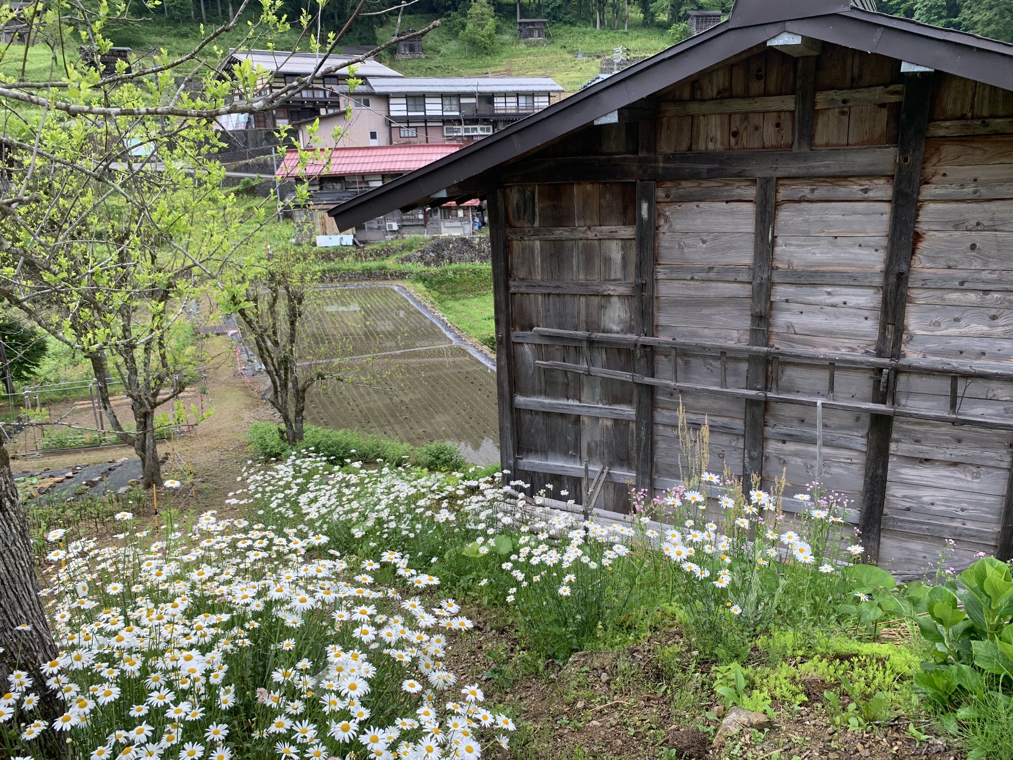تويتر 飛騨市ふるさと種蔵村 على تويتر 田植え済み みょうがすぐり みょうがの間引き と草刈りに精が出ます お日様あたって 大きくなーれ マーガレットとヒメジョオンが満開 真っ新な白い花弁が 元気をくれます 飛騨市 ふるさと種蔵村 種蔵 板倉