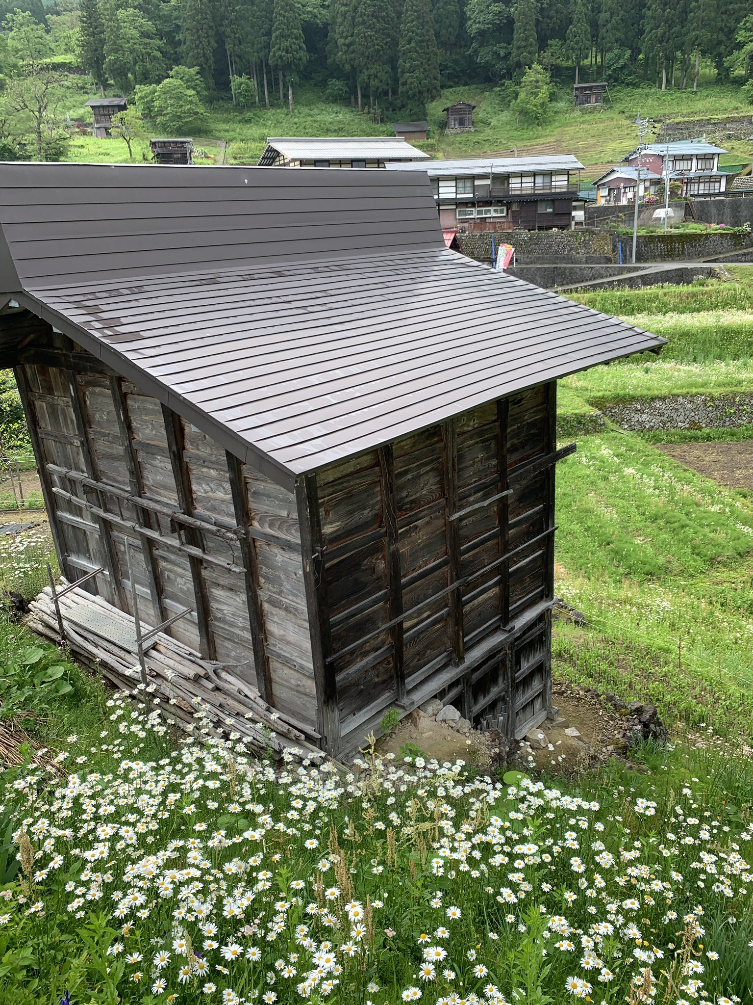 تويتر 飛騨市ふるさと種蔵村 على تويتر 田植え済み みょうがすぐり みょうがの間引き と草刈りに精が出ます お日様あたって 大きくなーれ マーガレットとヒメジョオンが満開 真っ新な白い花弁が 元気をくれます 飛騨市 ふるさと種蔵村 種蔵 板倉