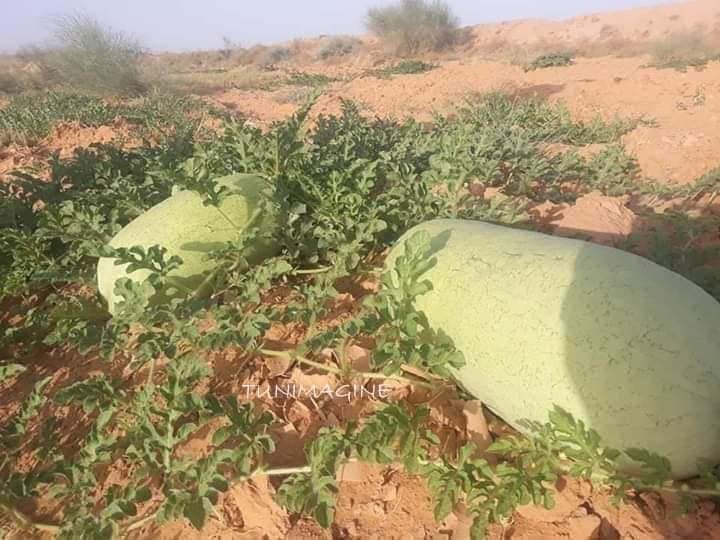 zinaselmani's tweet photo. عدد من الفلاحة التونسيين يعودون هذه السنة لزراعة بذور"الدلاع " التونسية  المحلية الأصلية... 
الدلاع العربي البيولوجي... مذاق ممتاز... لا يستهلك الكثير من الماء ويتحمل حرارة الطقس...هذا دلاعنا الاصيل الذي يجب ان لا نتخلى عنه. https://t.co/sSjRCcF7RL