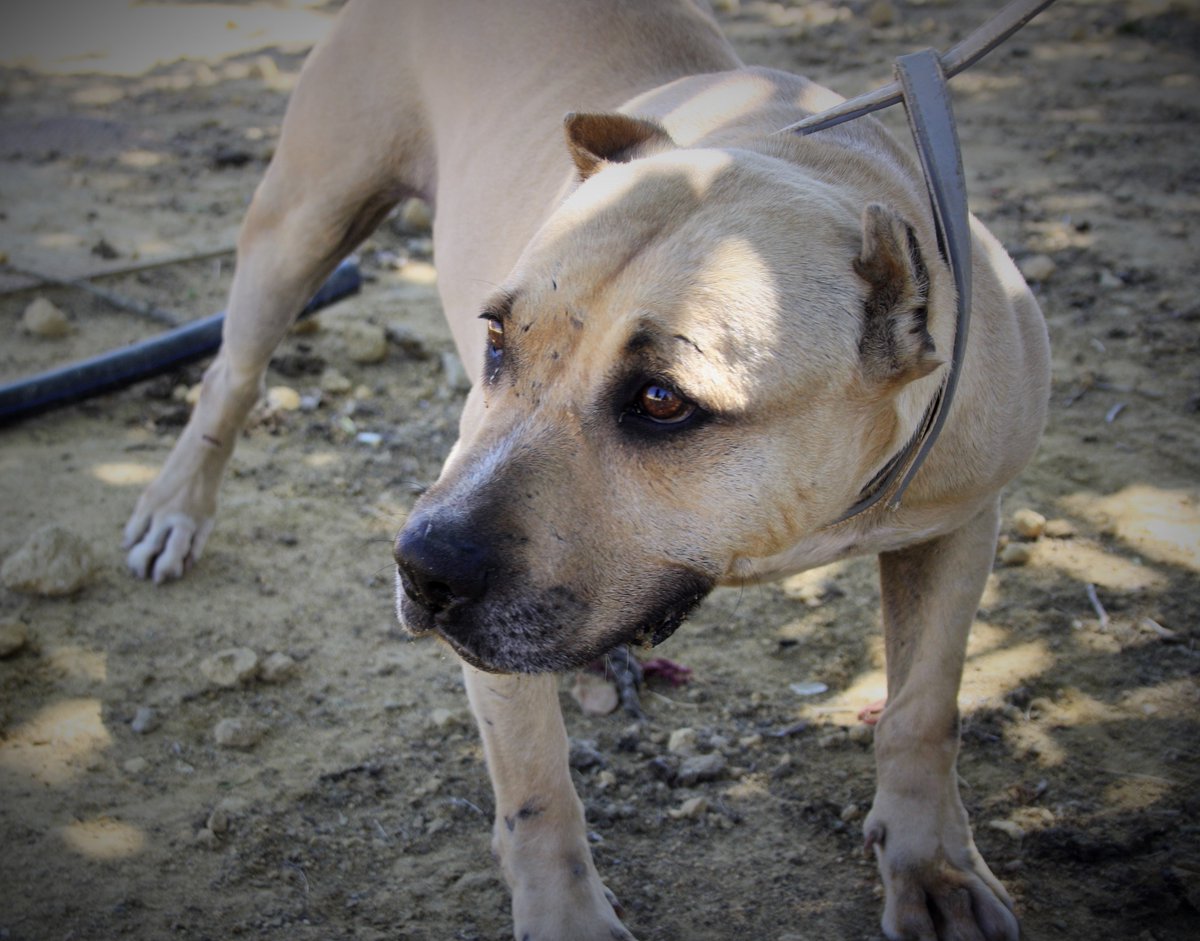 el_protectora's tweet photo. ❇️LOTE❇️

PPP, leishmania, maltrato severo. A Lote lo drogaban y lo utilizaban de sparring antes de que lo rescatáramos.

Tiene alrededor de 5 años y cicatrices por todo su cuerpo.

Su mirada te desgarra.
Lote sigue en ADOPCIÓN 🥺

➡️protectoraelbuenamigo@gmail.com⬅️ https://t.co/MTc7zXUe8t