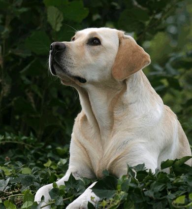 shopbayoutech's tweet photo. And God said, "let there be Labs."
--

Get ready for your next adventure at https://t.co/e9brMu151s https://t.co/eoJl81xCcM