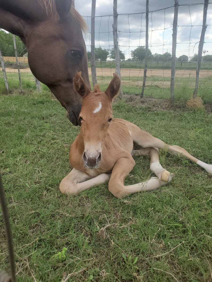 TillmanHaby2's tweet photo. My old heading horse finally had her colt❤️ https://t.co/ZEbdUzyfsM
