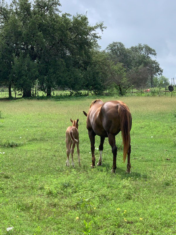 TillmanHaby2's tweet photo. My old heading horse finally had her colt❤️ https://t.co/ZEbdUzyfsM