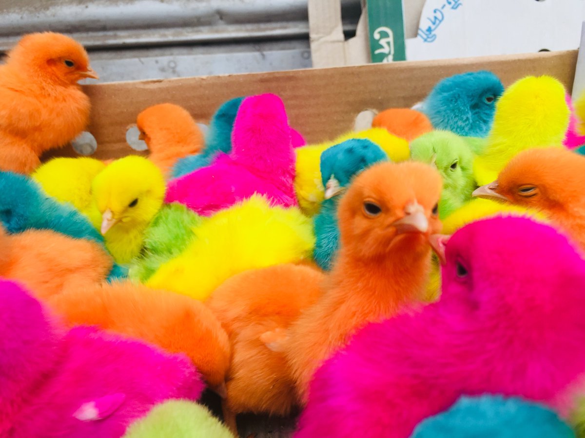 AbdullSakib's tweet photo. do you like all these rainbow coloured chicks?
you’re gonna love it.
#colouredchicks
#chicks https://t.co/RIjsl8GVop