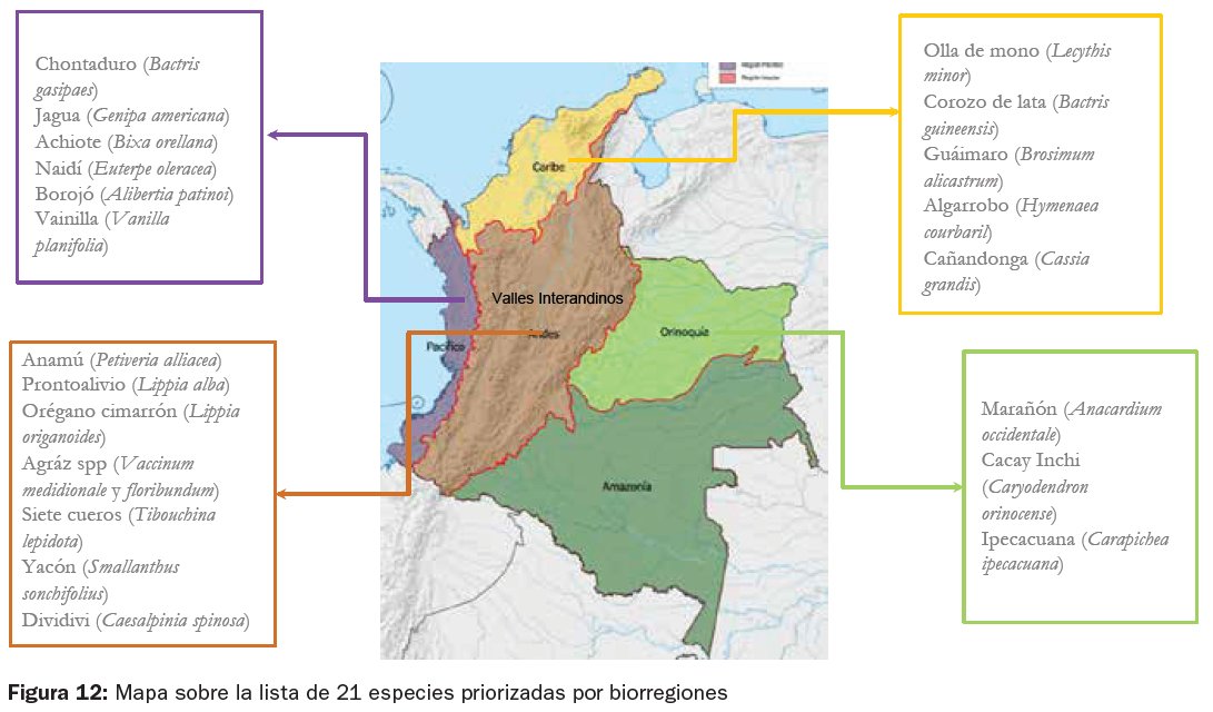 MauricioDiazgra's tweet photo. Reporte sobre la evaluación del estado de los desarrollos bioeconómicos colombianos en plantas y hongos https://t.co/S31UaCVgoo #colombia #KewColombiaBio #upfc4 @KewScience @inst_humboldt @UPFC4 @UKinColombia @cobritish https://t.co/XZZSFDhQxL