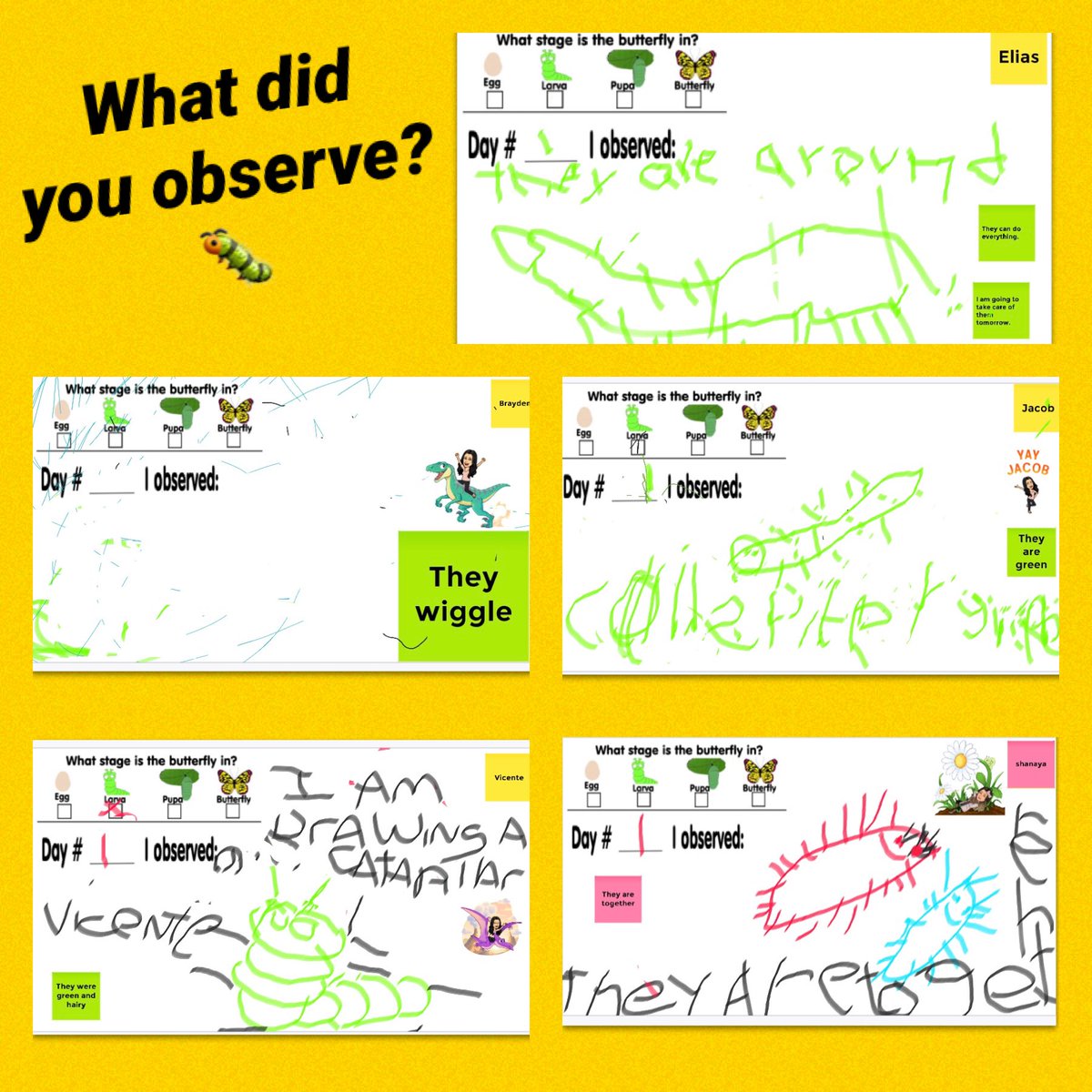JanetColoma's tweet photo. Day 1 of our Caterpillar 🐛  Observations were a hit!  Nothing like their amazed faces! 😍 #prekrocks #creepycrawlers #scienceobservations @Ariadna71231722 @wnyecc https://t.co/IsnK6tUYVJ