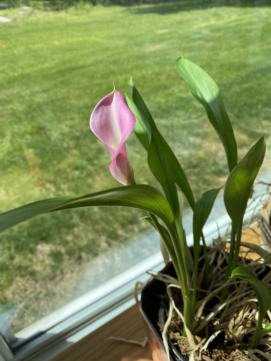 My Callalilly blossomed for the 3rd year! 💚
💚🌼🍀🌷🌼🍃🌸💚