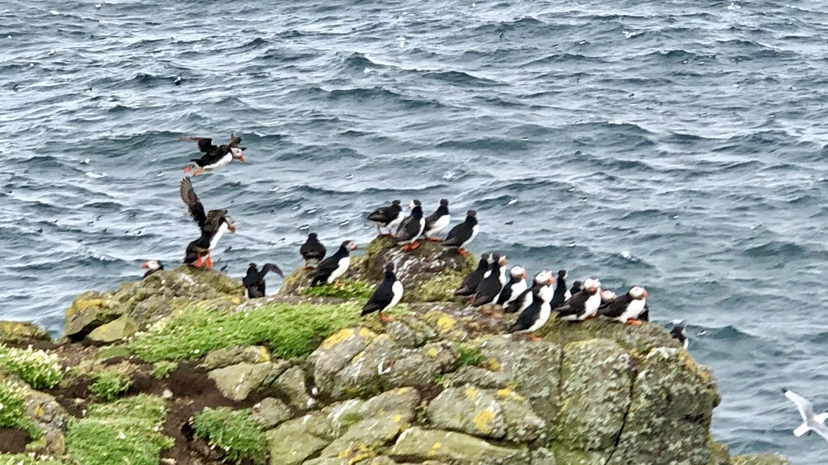 Always a good day on the Isle of May. Thanks to <a href="/SteelySeabirder/">David Steel</a> and <a href="/BexOutram/">Bex Outram</a>, and to <a href="/ThomsonEdwint/">Ed Thomson</a> and the whole crew of the <a href="/MayPrincess2016/">Alex Gardner</a> for looking after us on the “interesting” crossing.