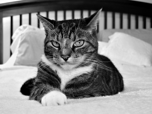 CatMamasDotCom's tweet photo. You know you're a crazy cat woman when…you have more photos of your #furbaby than your human family. https://t.co/m54RKEVpTy