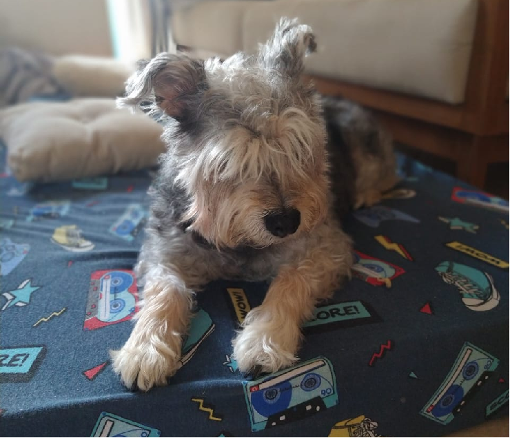 alexandreperes's tweet photo. This is Bart! #PetsofSDP https://t.co/hA3cb43Jig
