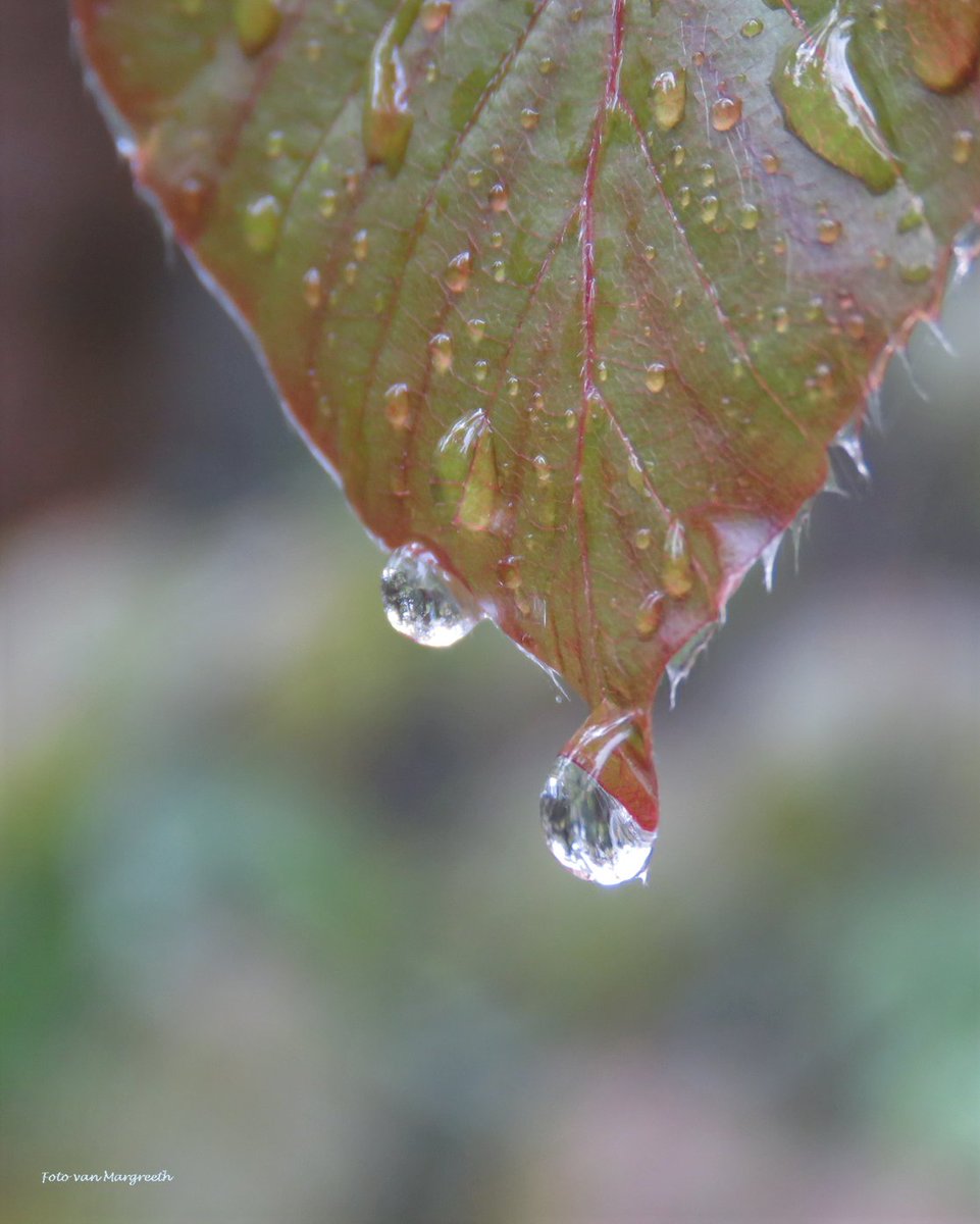 Margreeth0_0's tweet photo. Het weer is om te huilen๐ฅด #naturephotography #natuurfotografie_nl #nature #rain #raindrops @StormHour @ThePhotoHour #twittermooimaken #Pinksteren #tekoud #photooftheday https://t.co/NjD6Rapokd