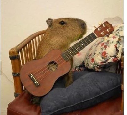 CAPYBARA_MAN's tweet photo. Support local musicians https://t.co/JsuhHijShX