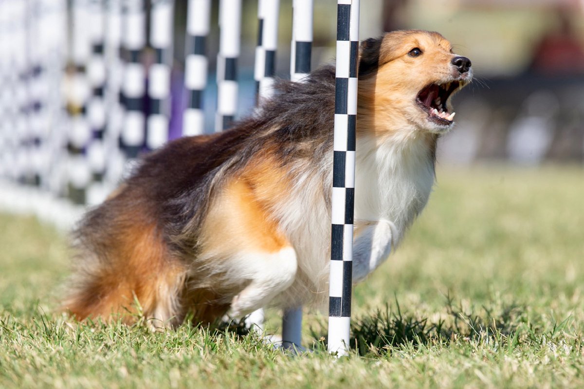 Carson_Events's tweet photo. Did you hear the news?? The 2021 Purina Pro Plan Incredible Dog Challenge Eastern Regionals from St. Petersburg, FL begin airing in less than two weeks! Head to the Channel Finder on our website to see when the shows air near you! https://t.co/Mx7wir5npm