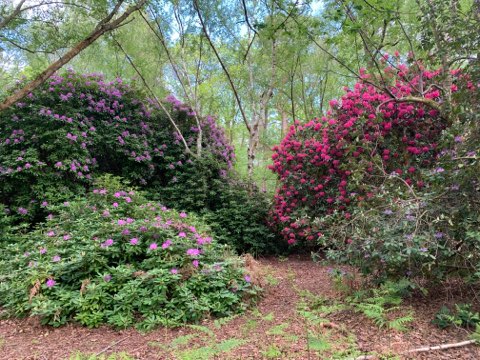 Qui connaît le bois de Brillehaut près de Gaillon (27)? En ce moment, les rhododendrons sont en fleurs 🌸
