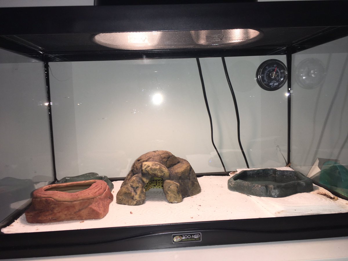 Alvaroproxd2's tweet image. Mi mascota es un gueco un lagarto