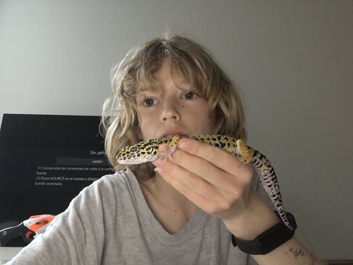 Alvaroproxd2's tweet image. Mi mascota es un gueco un lagarto