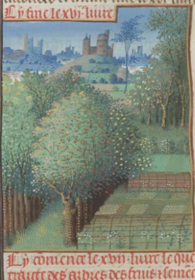 Medieval trees throwing shade