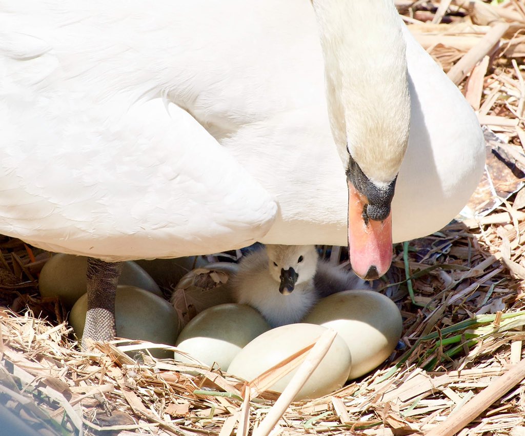EsplanadeBoston's tweet photo. Hello there 🐣! We could not be more excited to welcome hatching cygnets to the Esplanade today!

When visiting the swan’s nest, you’ll notice that the newly hatched cygnets are grey. Soon after hatching, they become brown and then gradually turn white 🦢

📸: Judi Gladden https://t.co/EDzFPR7fpo