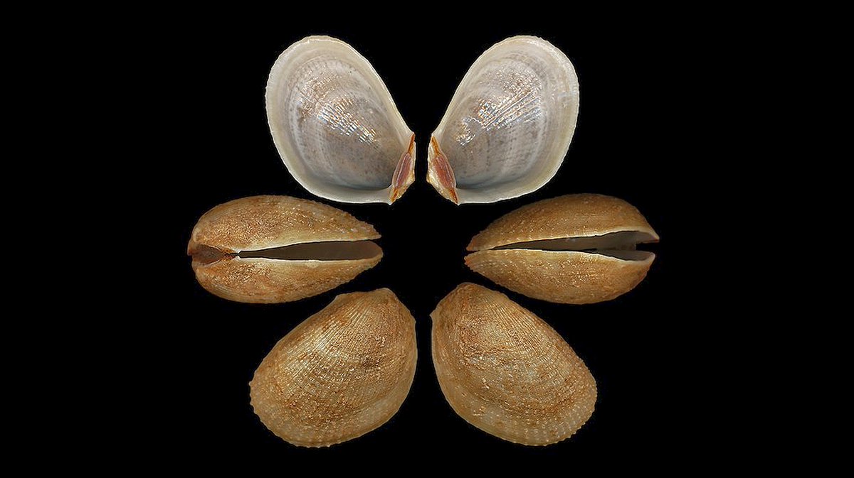 geocappiello's tweet photo. #24May #24Maggio 2021
Limaria (Link, 1807) sp.
or Flame Shell
1. 2. 3. via realmonstrosities
4. via idscaro
#limaria #bivalvia #bivalves #scallops #mollusks #molluscs #molluskmonday #molluscmonday #marinemonday #seashells #marinelife #sealife #biodiversity #scuba https://t.co/vTt9pwyBM0
