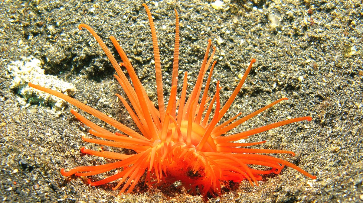 geocappiello's tweet photo. #24May #24Maggio 2021
Limaria (Link, 1807) sp.
or Flame Shell
1. 2. 3. via realmonstrosities
4. via idscaro
#limaria #bivalvia #bivalves #scallops #mollusks #molluscs #molluskmonday #molluscmonday #marinemonday #seashells #marinelife #sealife #biodiversity #scuba https://t.co/vTt9pwyBM0