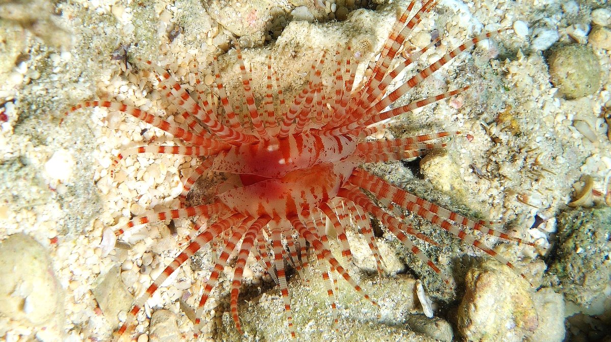 geocappiello's tweet photo. #24May #24Maggio 2021
Limaria (Link, 1807) sp.
or Flame Shell
1. 2. 3. via realmonstrosities
4. via idscaro
#limaria #bivalvia #bivalves #scallops #mollusks #molluscs #molluskmonday #molluscmonday #marinemonday #seashells #marinelife #sealife #biodiversity #scuba https://t.co/vTt9pwyBM0