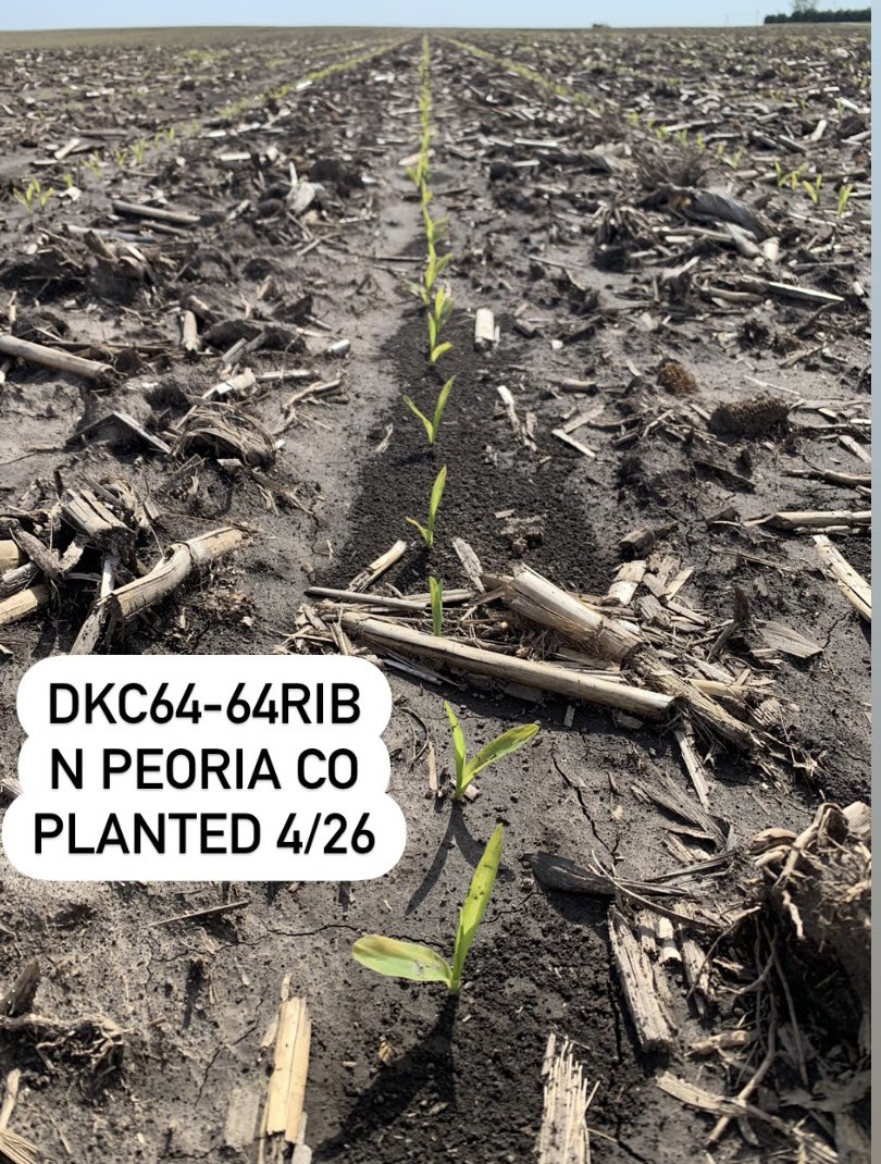 Last but certainly not least, DKC64-64RIB takes the crown for best emergence among our late season products🌽 #DEKALB #WinningHasRoots