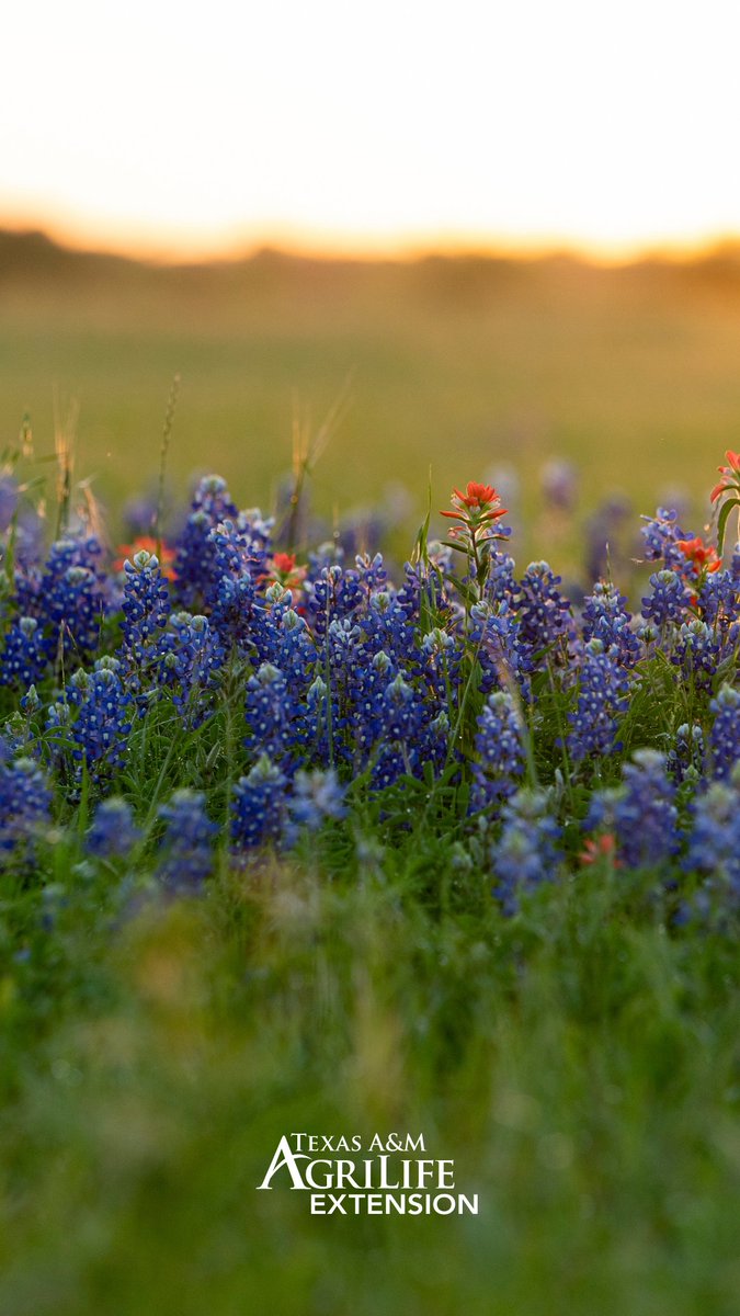 Texas A&M AgriLife Extension Service tweet media