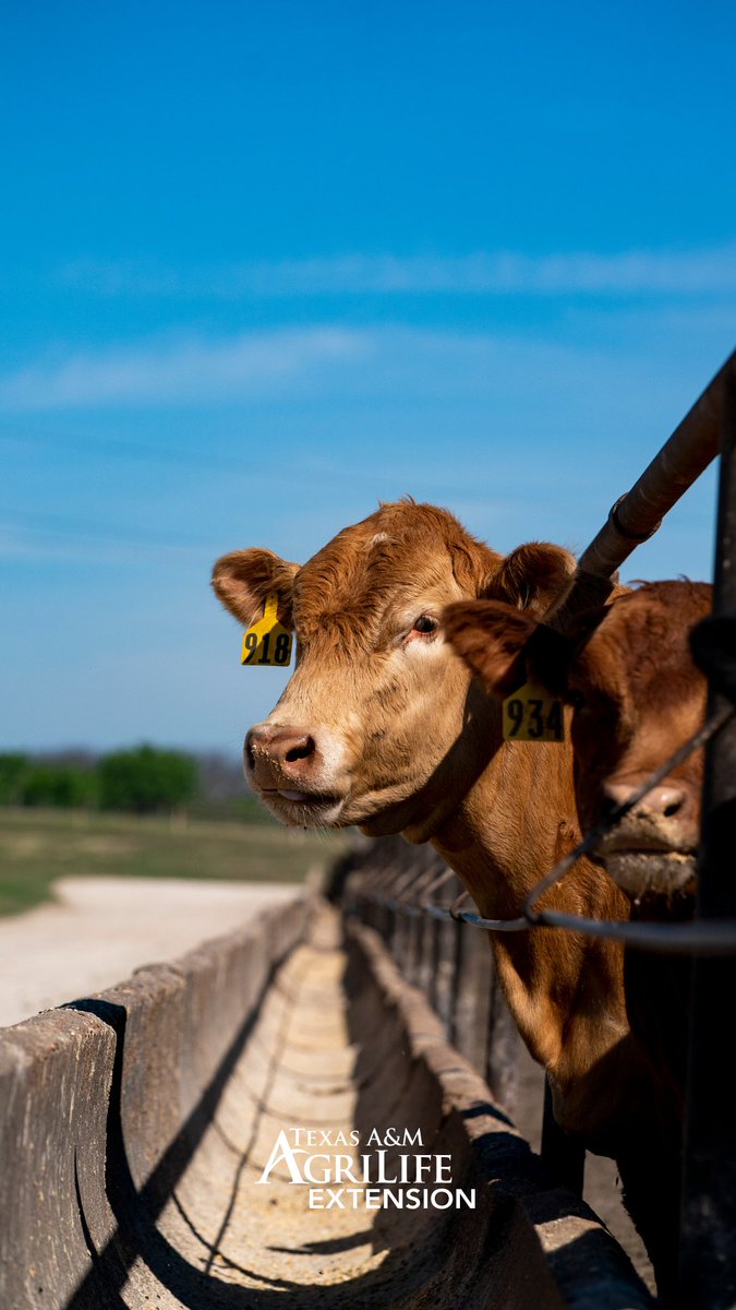 Texas A&M AgriLife Extension Service tweet media