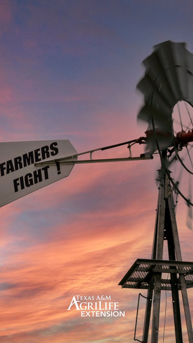 Texas, y'all. 

That's it. That's the tweet. #WallpaperWednesday