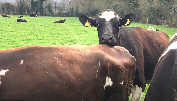 teagasc's tweet photo. To avoid a lull in calving when transitioning from AI to stuck bull, @childs_stuart &amp; @corridan50 recommend that you continue to AI cows that come in heat for at least 10-14 days while the bull settles in with the herd. Listen in to #TheDairyEdge for more https://t.co/KaATKm8Dol https://t.co/7diEaiHYya