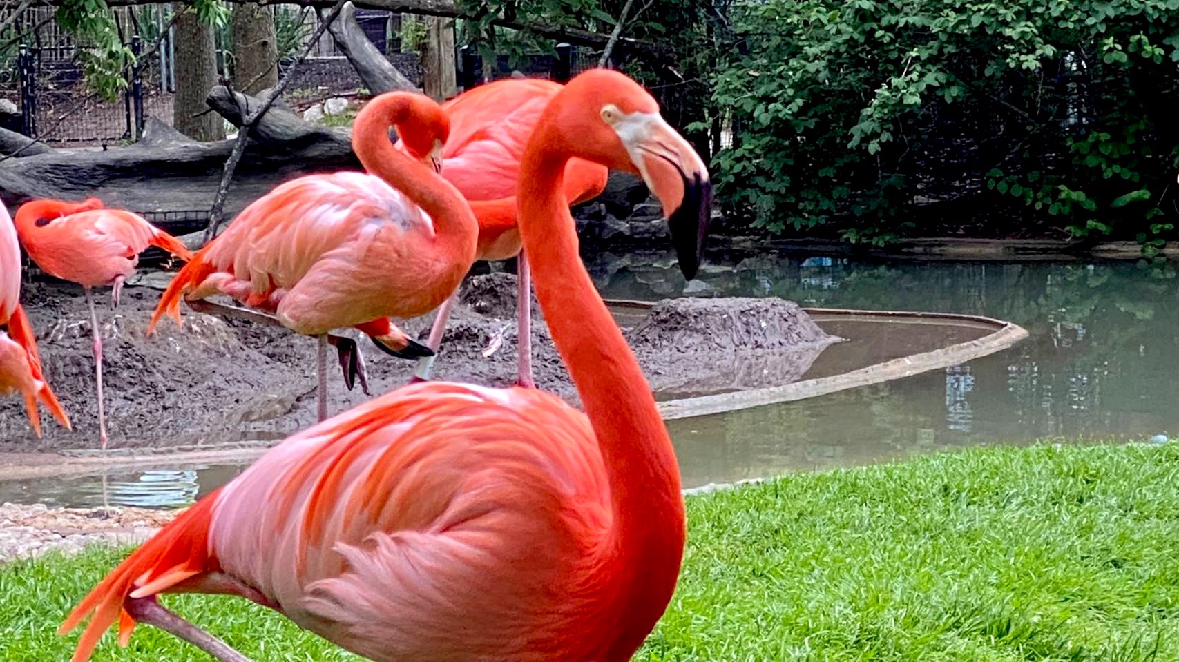 uitzetten Vernietigen Napier Columbus Zoo on Twitter: "🦩Bette Davis is our honorary "Flamingo of the  Month.” 36-year-old flamingo, Bette, is the oldest flamingo at the Columbus  Zoo and Aquarium. Bette is described as sassy and