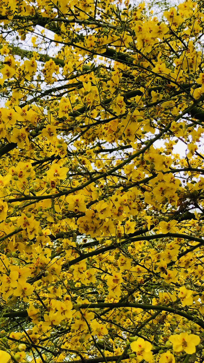 FleurLenz's tweet photo. @mjhptcott Beautiful shot, Myk! 💛
Have a good day! 🌼🌳 https://t.co/kV56fwii5i
