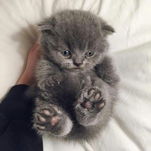 لايك لو هذي الطف المخلوقات.